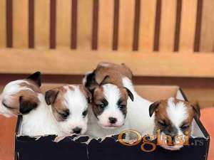 Oštrodlaki Džek Rasel terijer (Jack Russell Terrier) štenci